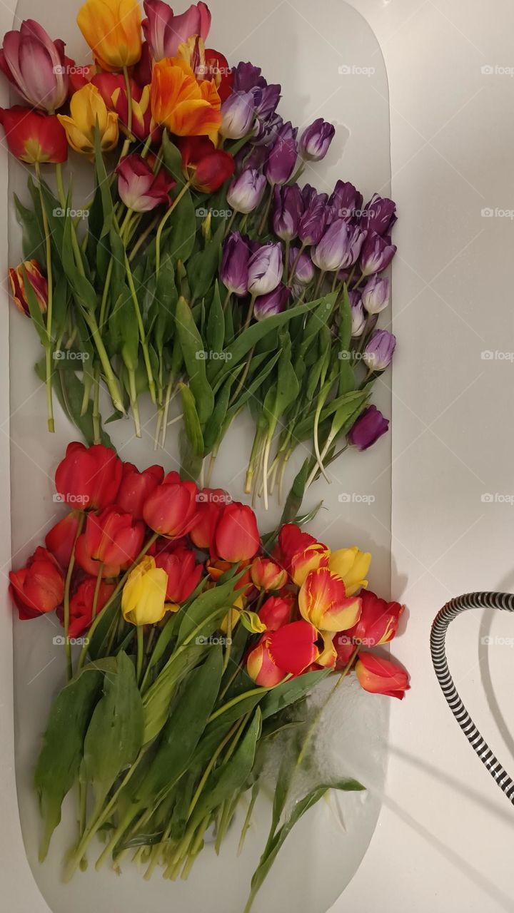 Colorful tulips in the bathroom in the water