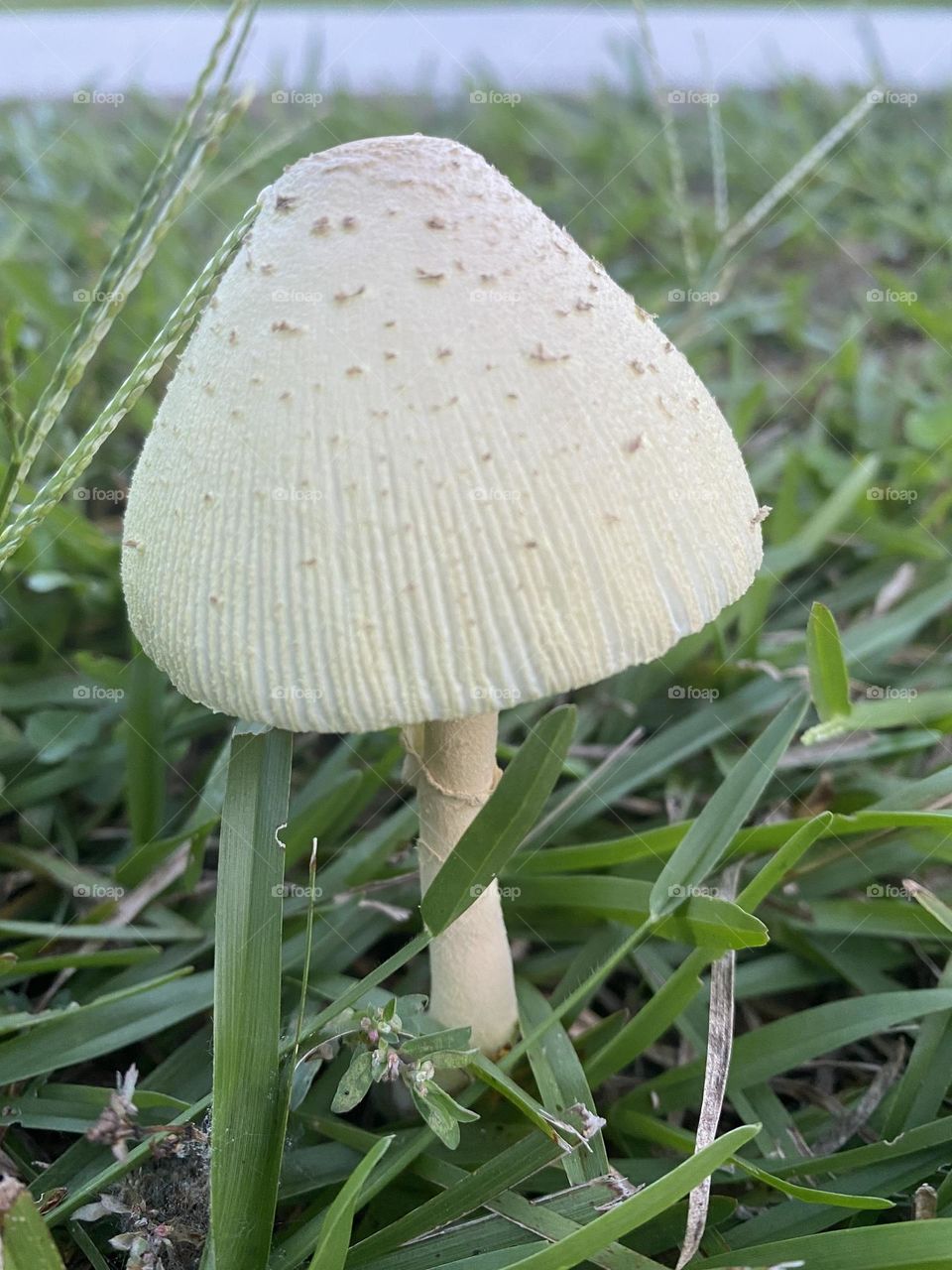 A beautiful white mushroom 