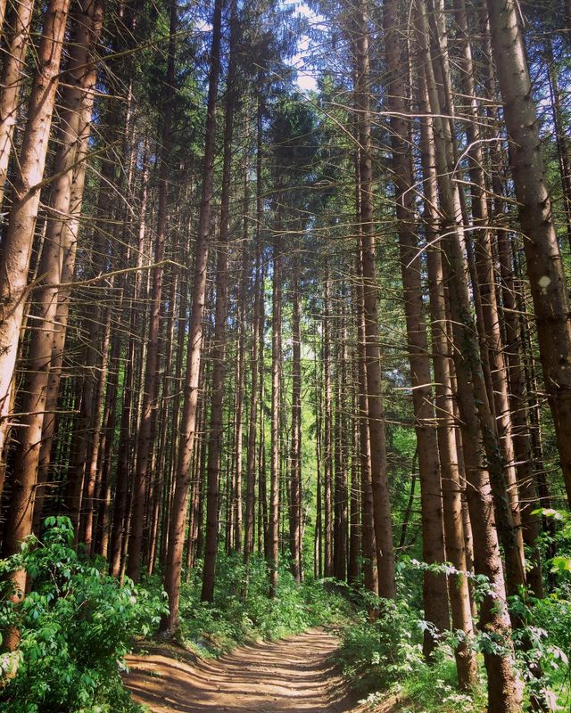 Into the trees