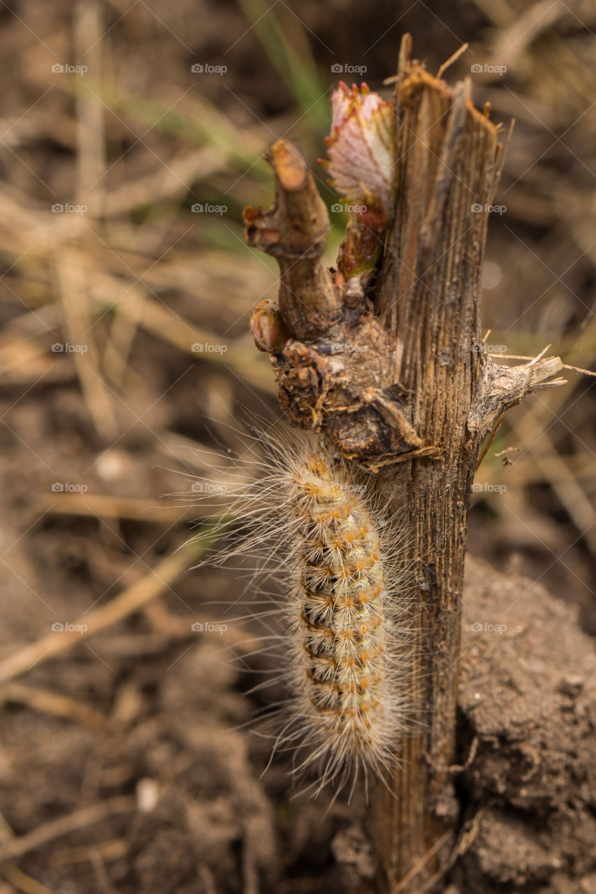 spilosoma virginica eating wine plant