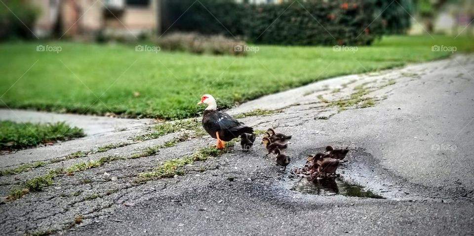 momma teaches her babies to drink from a puddle