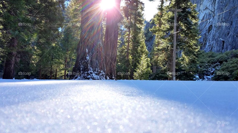 Sparkling snow on the  sunshine