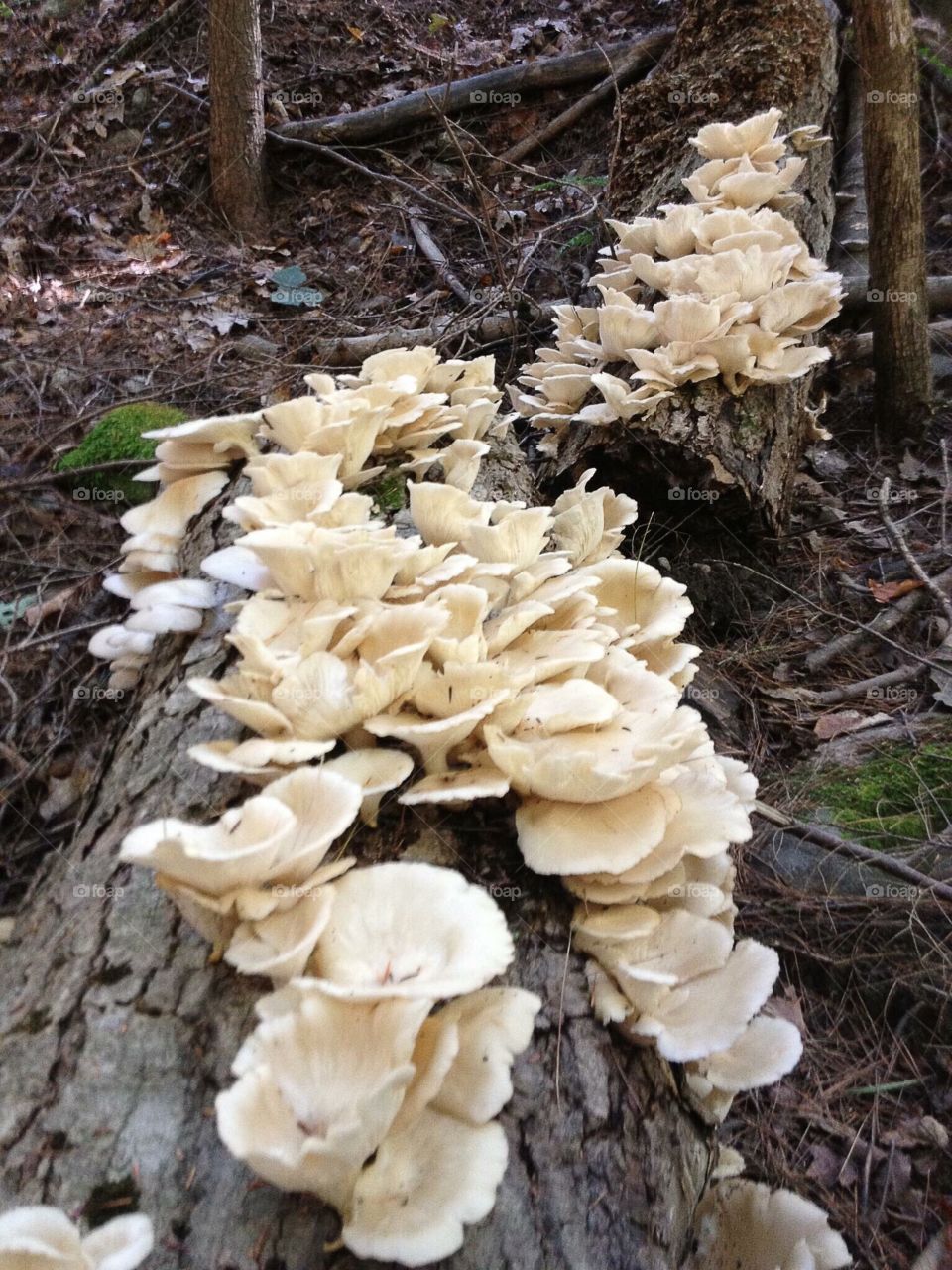 Mushroom. Edible Wild Mushrooms 