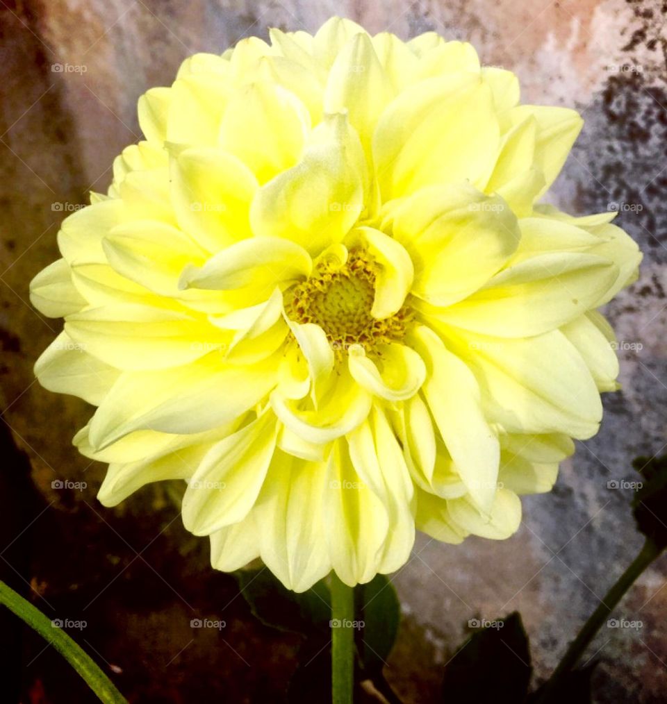 🌹 🇺🇸 Very beautiful flowers to brighten our day.  Live nature and its beauty. Did you like the delicate petals? / 🇧🇷 Flores muito bonitas para alegrar nosso dia. Viva a natureza e sua beleza. Gostaram das pétalas delicadas? 