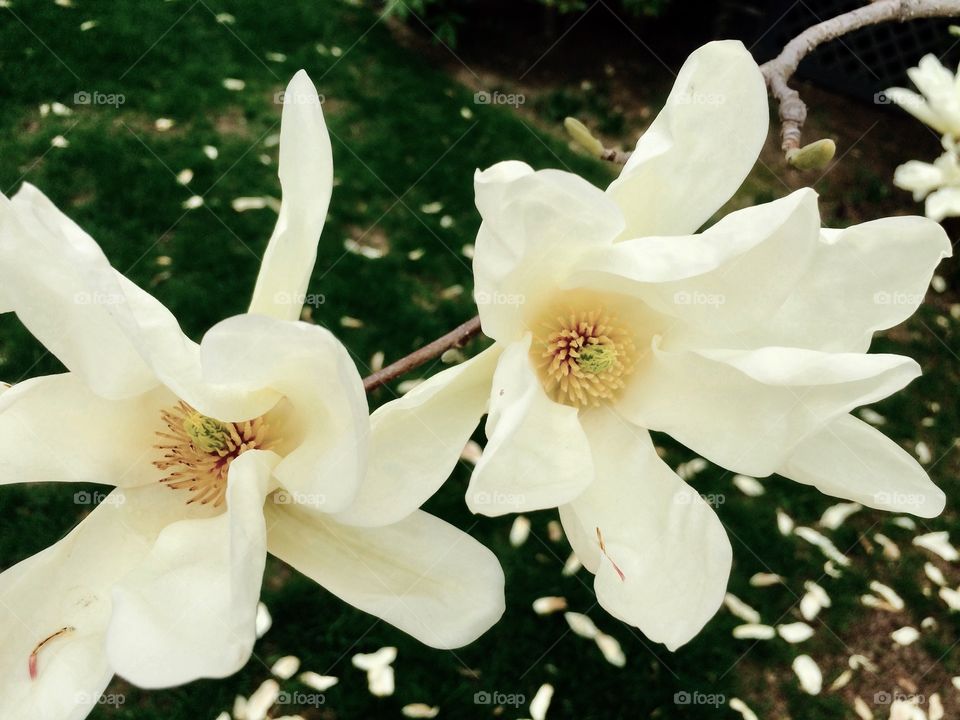 Spring Magnolia 