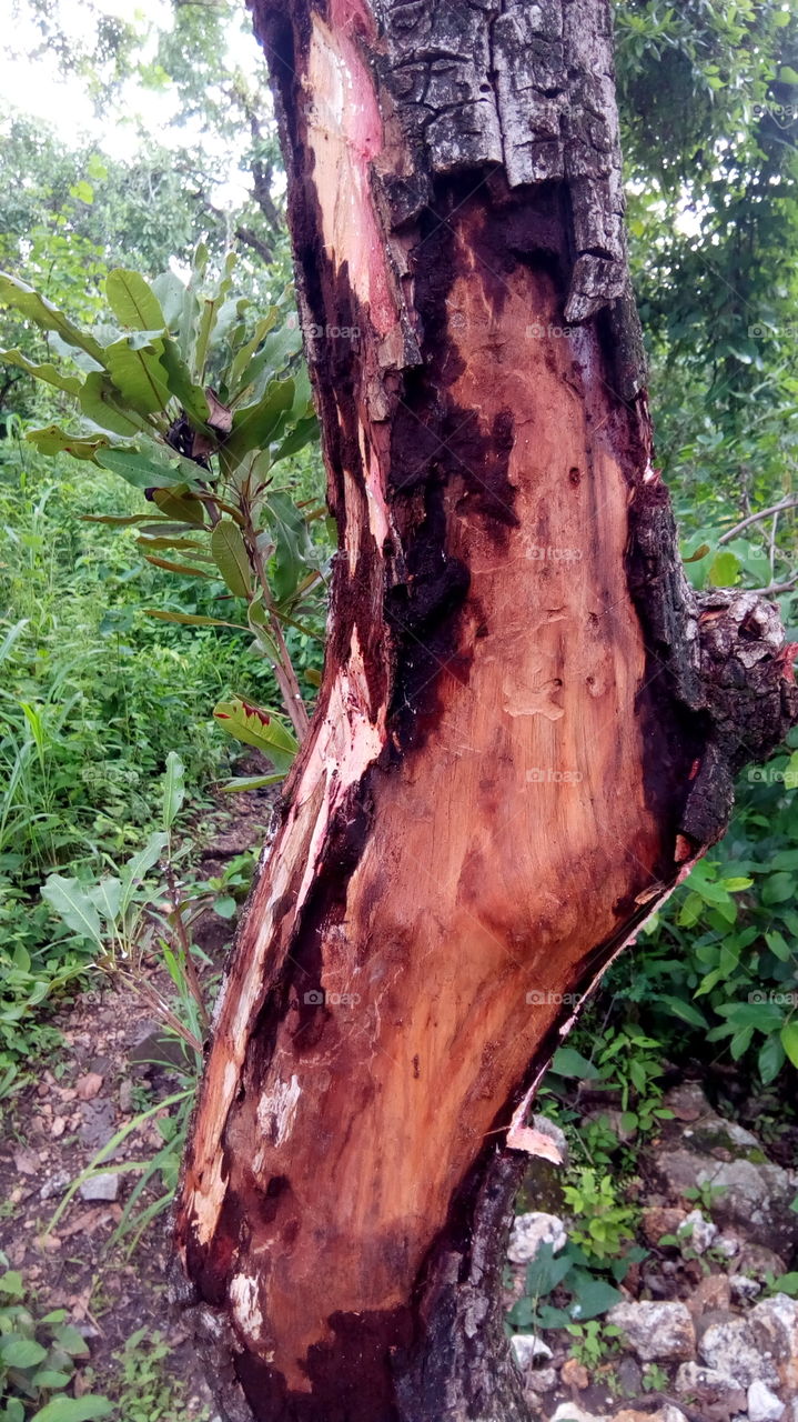 tree bark near mining site