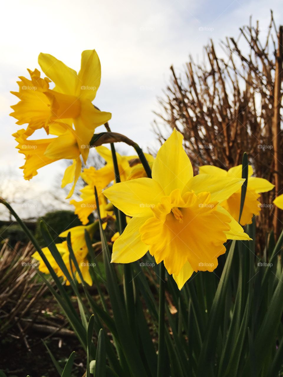 Daffodils in Spring