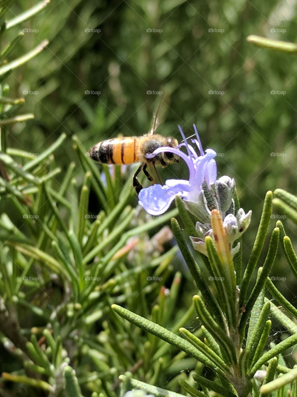 catching a bee pollinating some rosemary