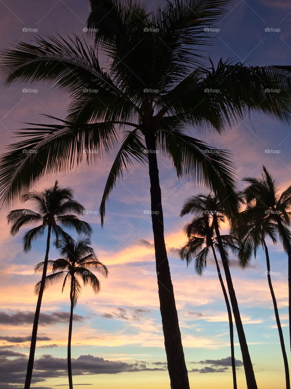 Ko Olina 2. Skies with palm trees at Ko Olina 