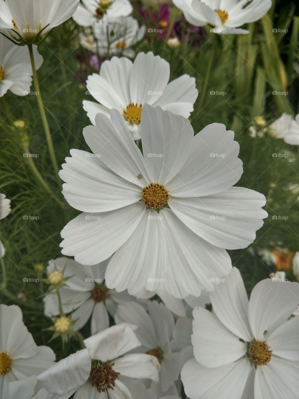 summertime white flower