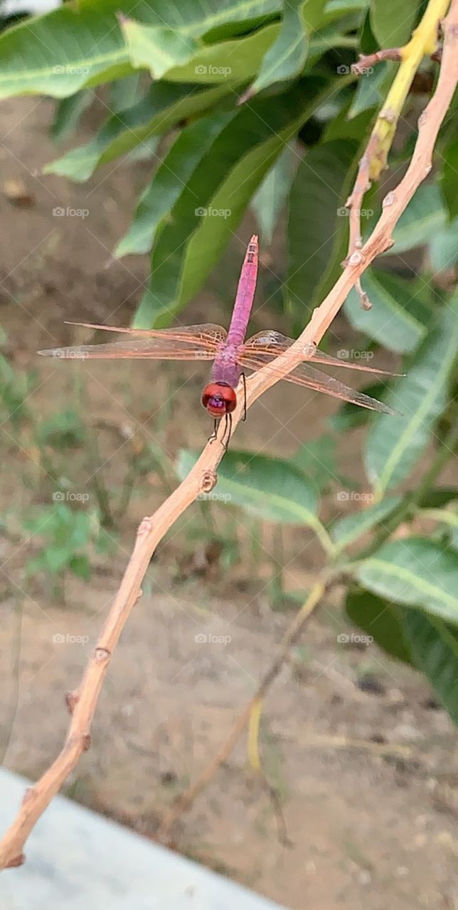 Red dragonfly 2