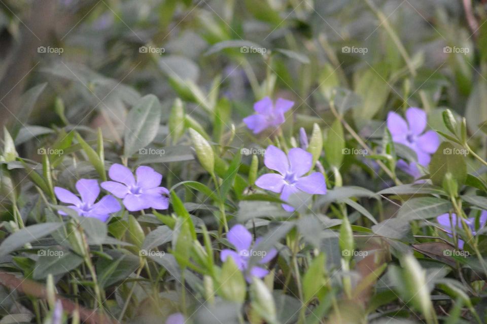 Scenic view of purple flower