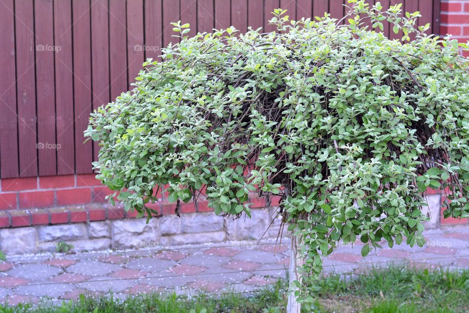 small decorative tree with green leaves