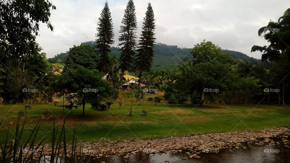 Árvore Tannenbaum, Chácara na Beira do Riacho