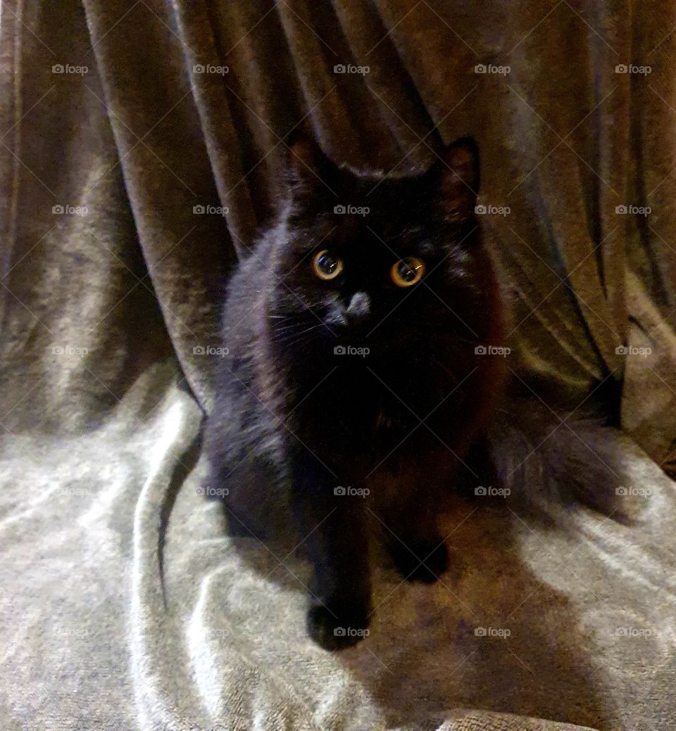 cat in a nice posture