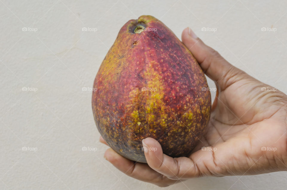 Holding Ripe Avocado Fruit In Hand