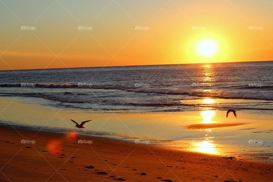 Seagulls in the sunrise. 