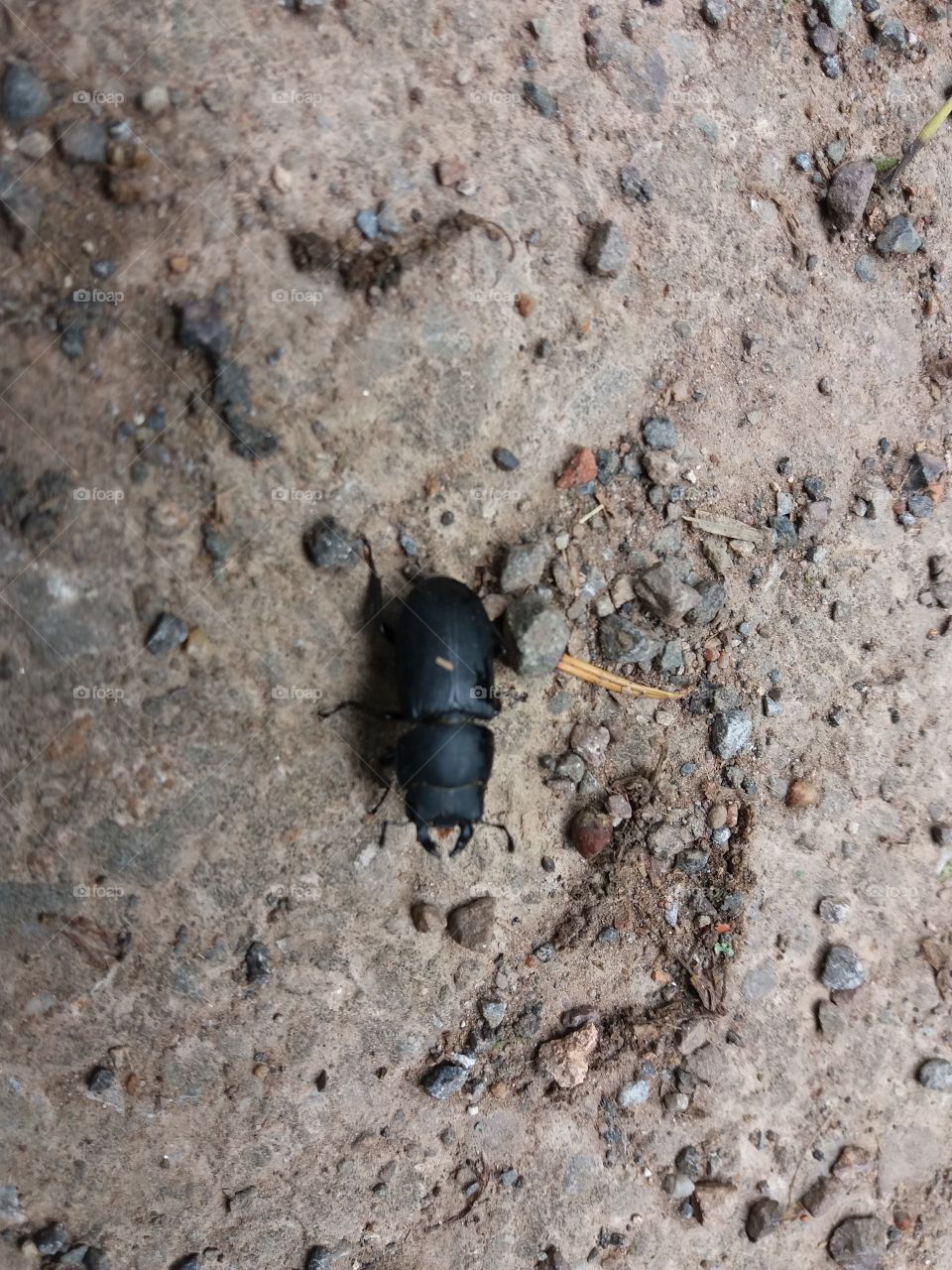 Dung beetle