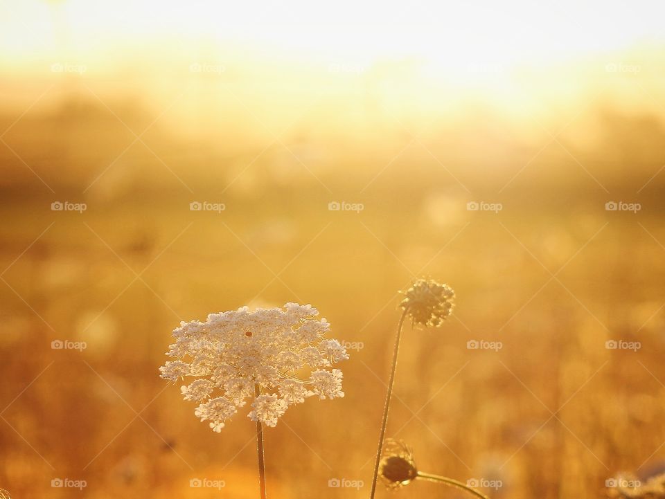 Close-up of wildflower