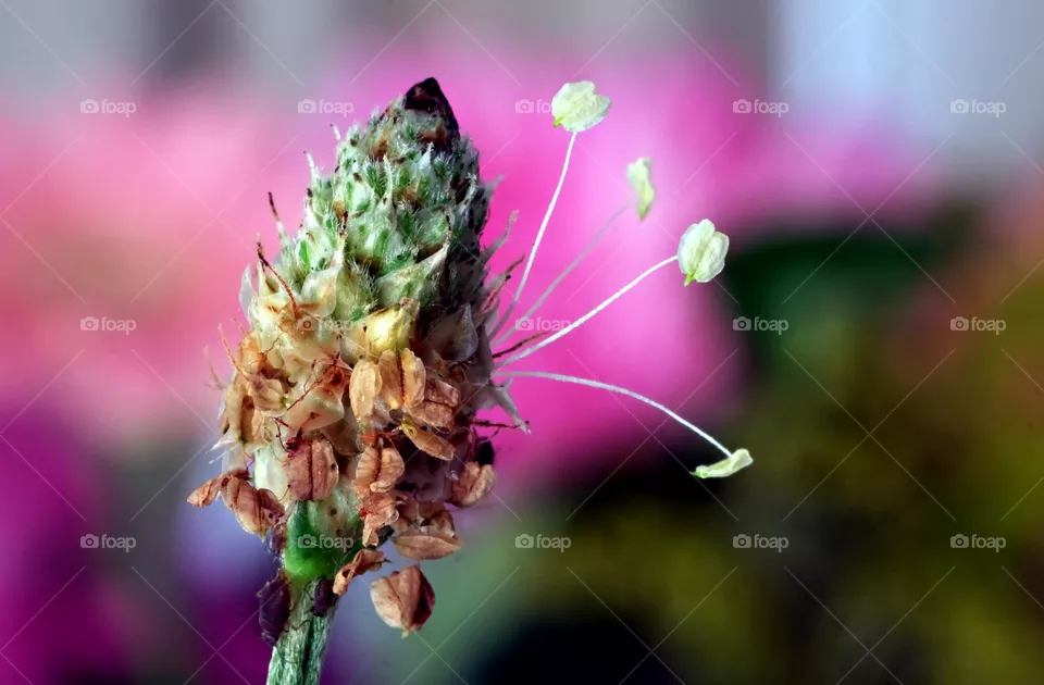 bud