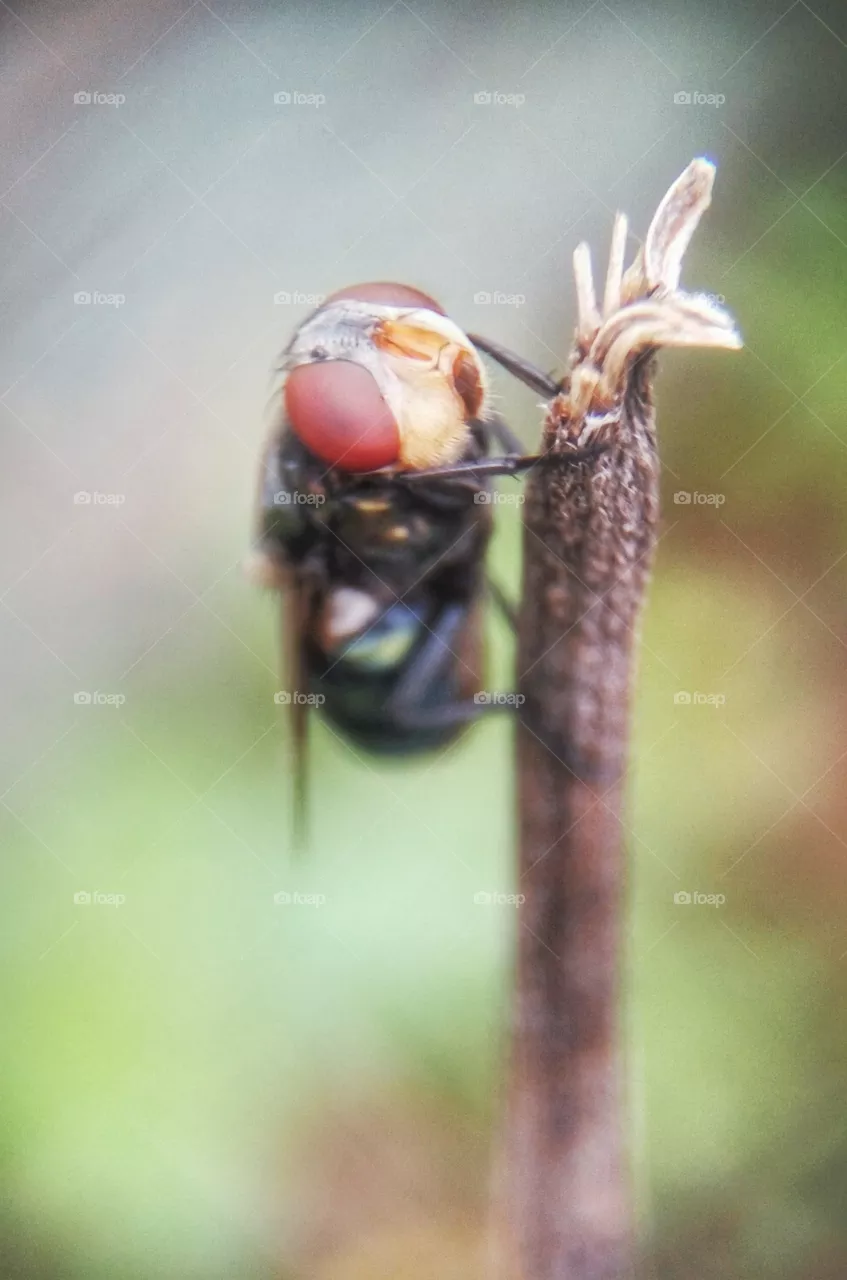 fly