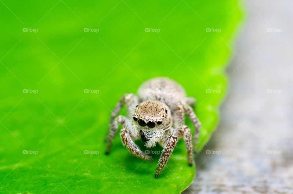 Macro shot of a jumping spider.