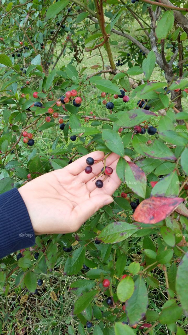 Blueberry picking season