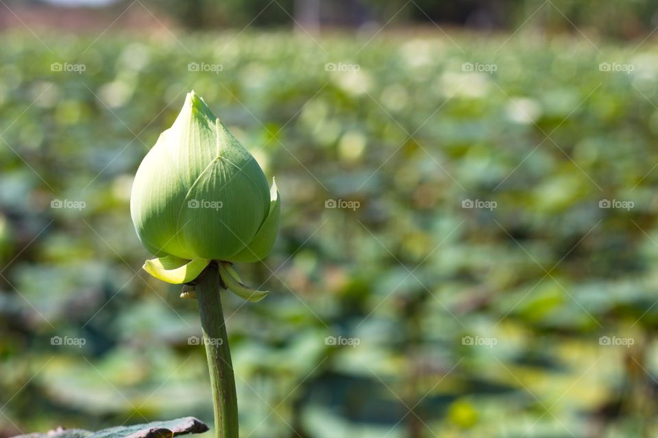 Green lotus flowers 