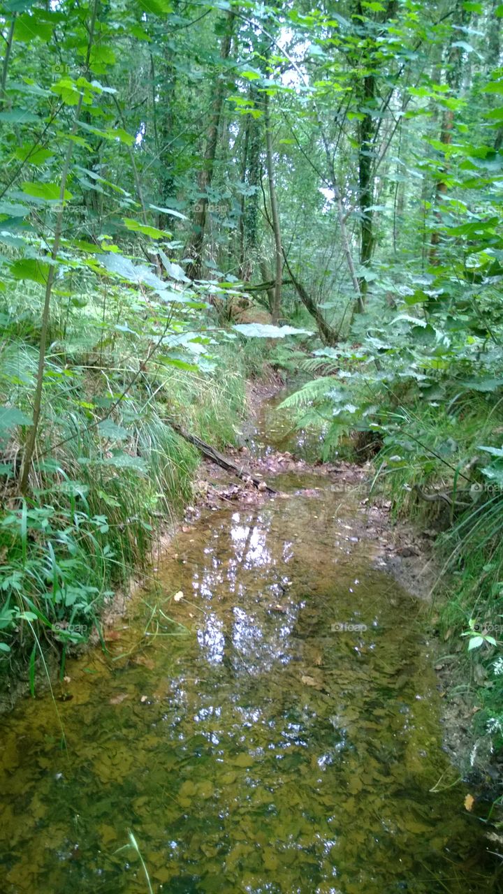 Forest stream 