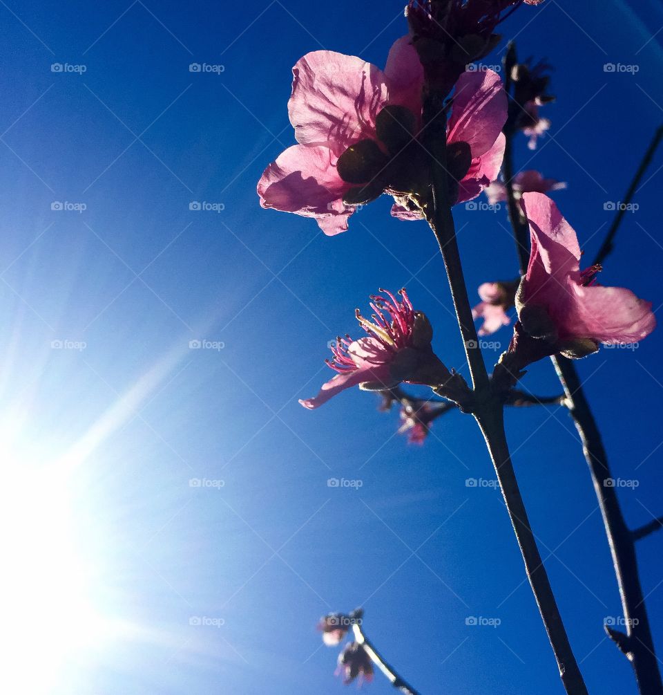 Close-up of blooming flowers
