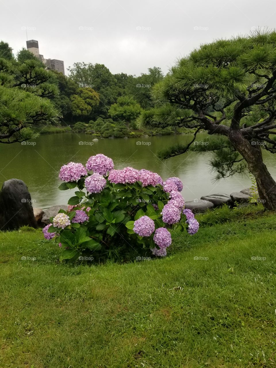 Hydrangeas in Tokyo