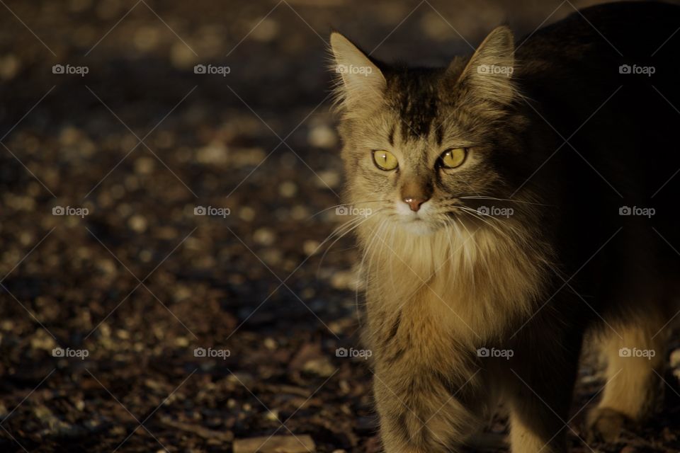 Front view of long hair cat