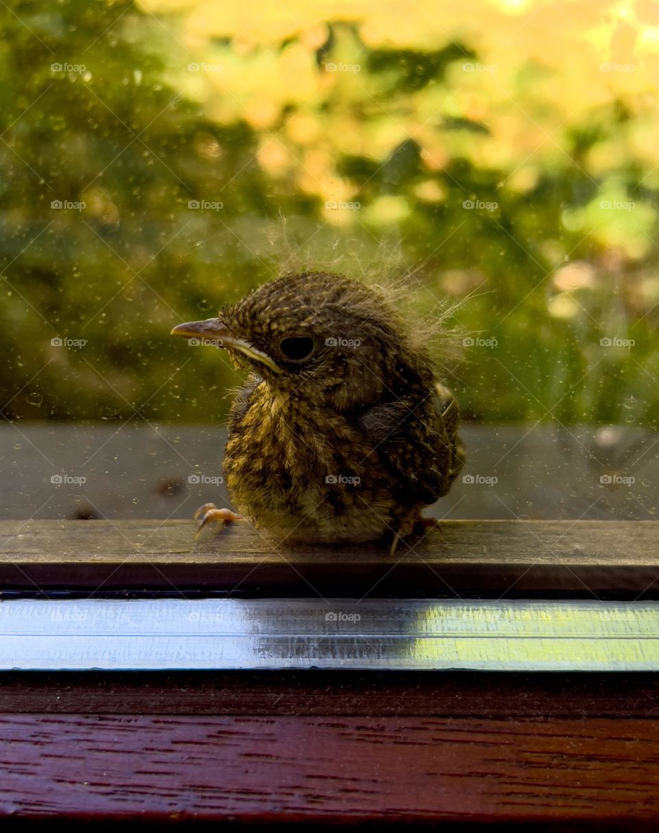 Young chick at a window sill with an angry look.