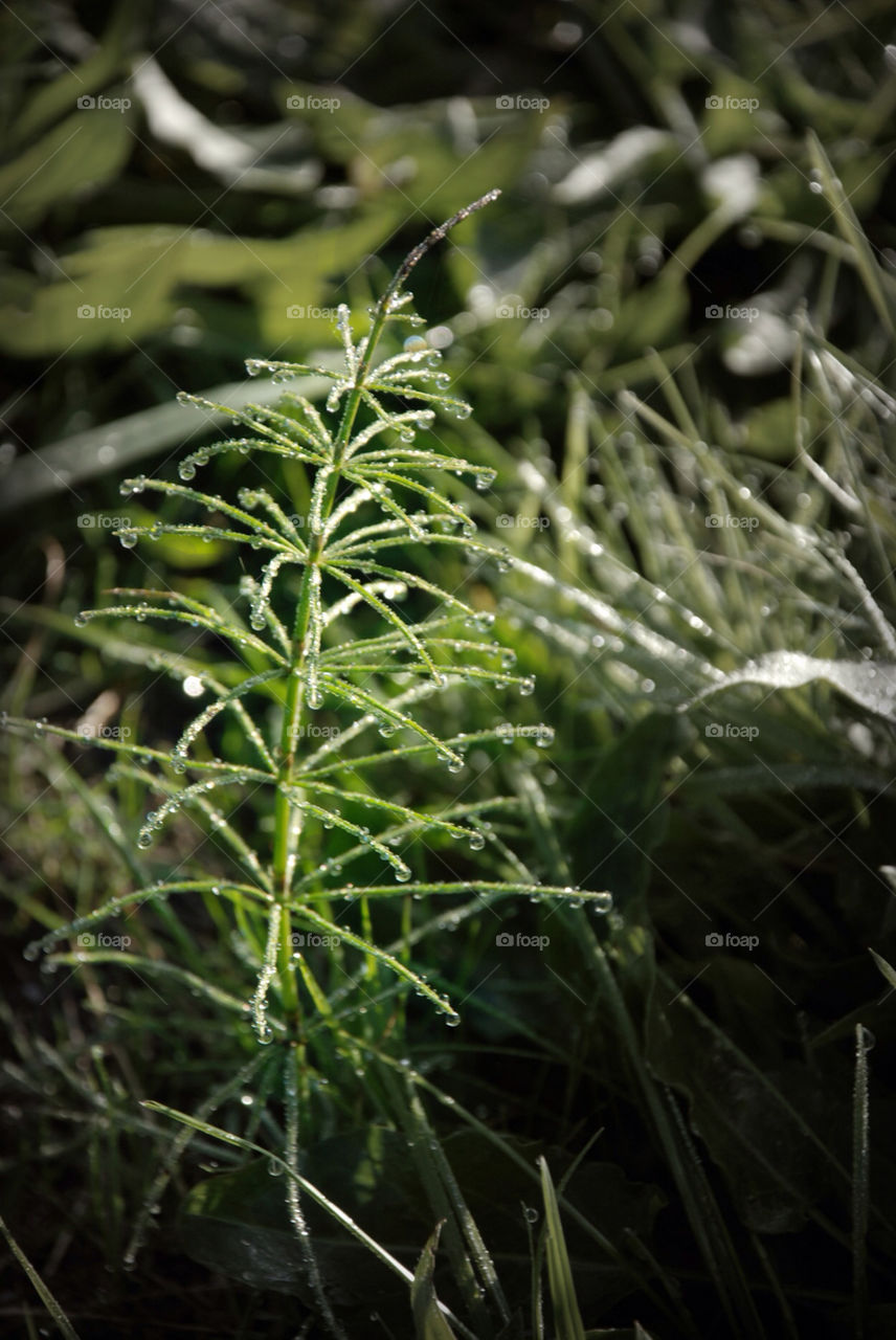 nature grass forest natur by jbdc