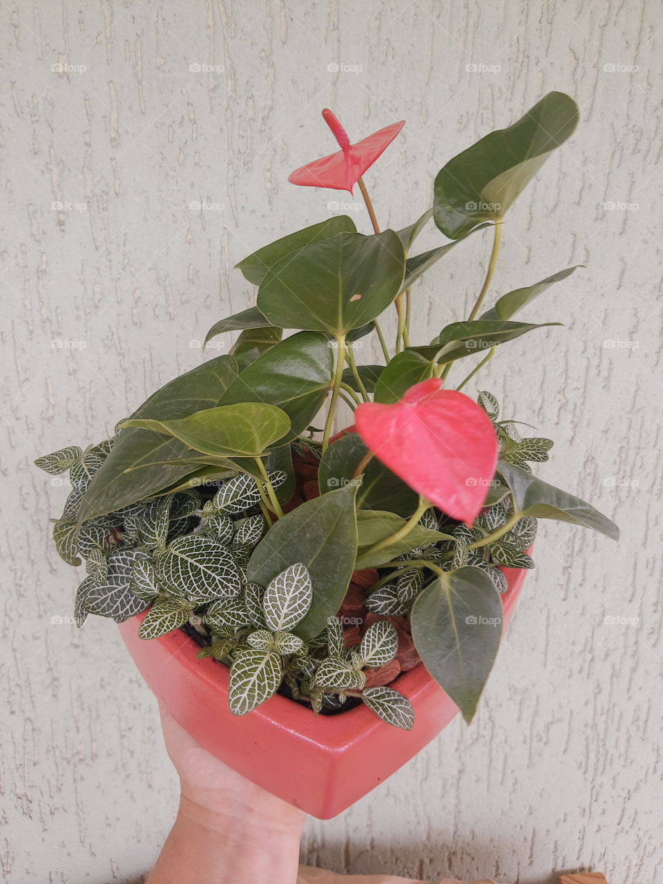 rose anthurium