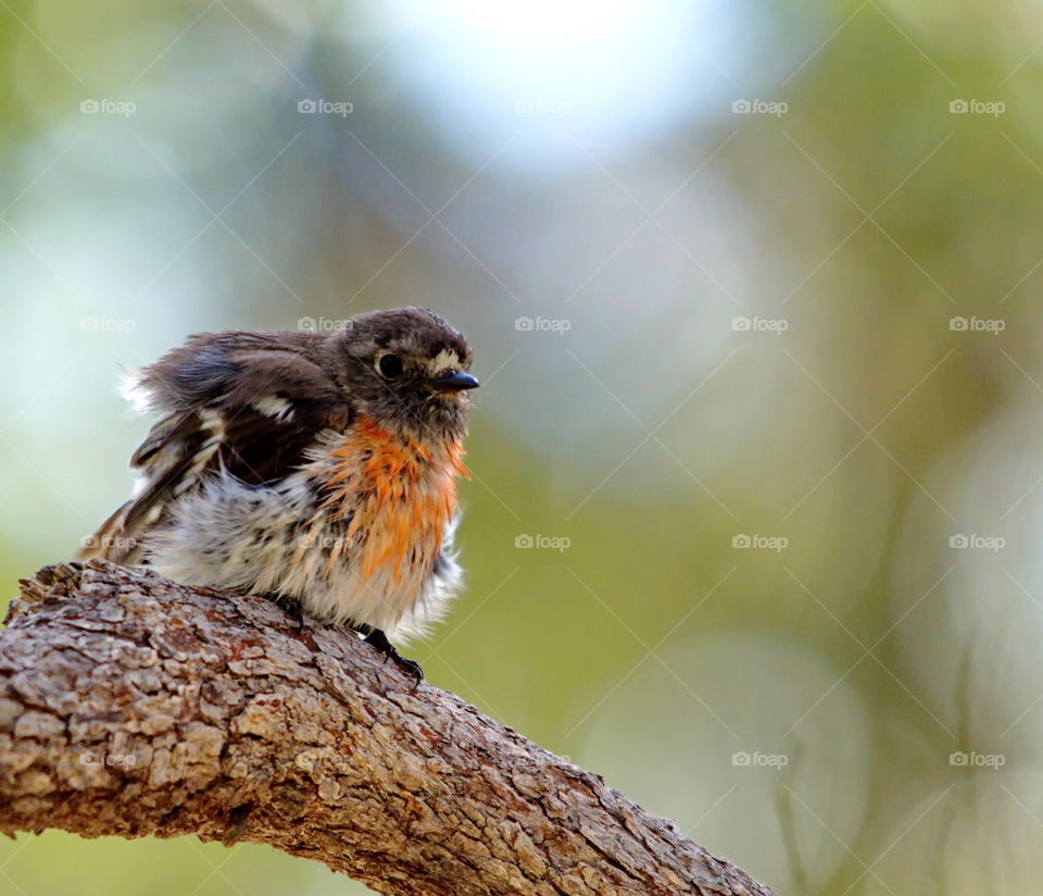 Red Robin after having a bath in the river