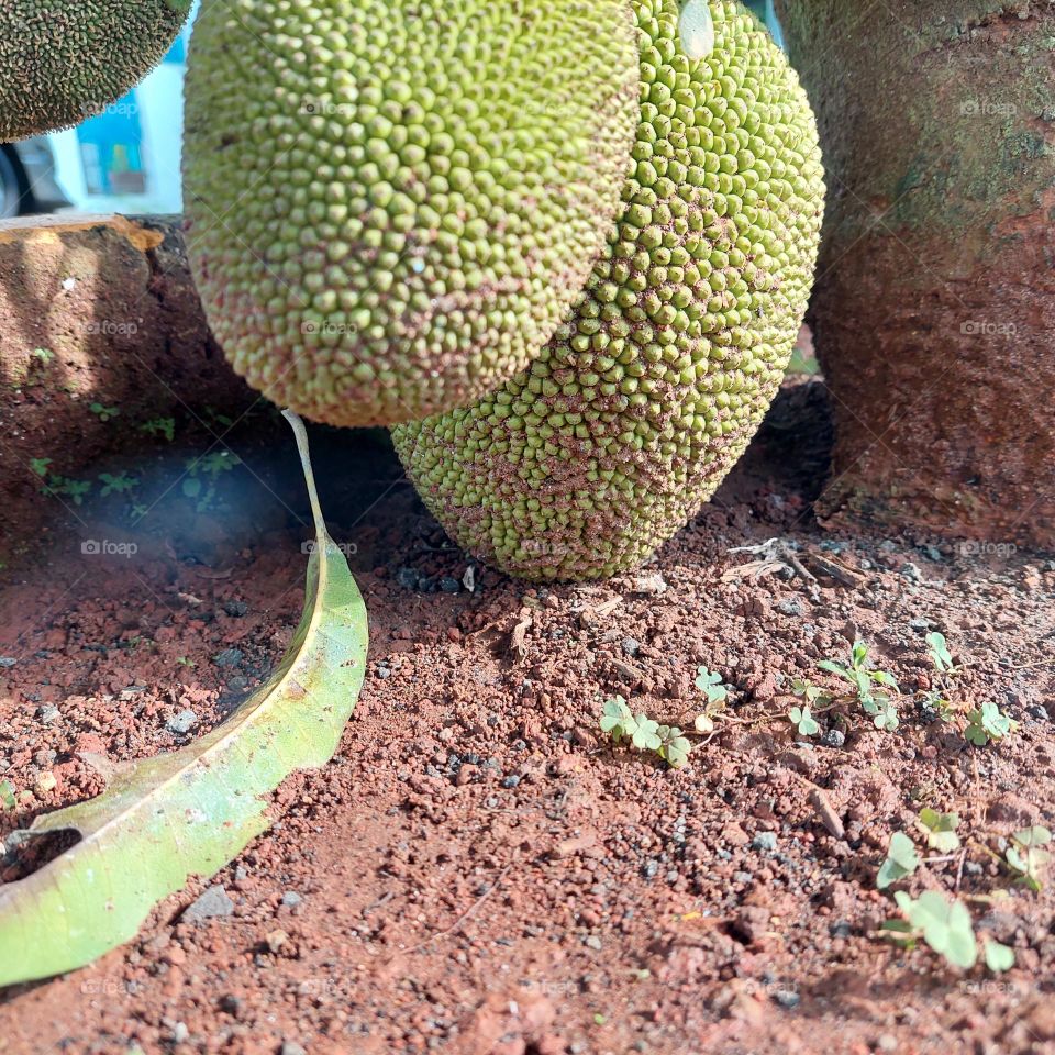 ripe jackfruit growing under the tree.  fruit hanging on the ground