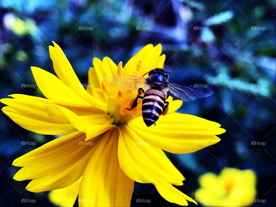Try contrast intense mode and this is the result dark purple bee on yellow flower screen, not bad for me😉