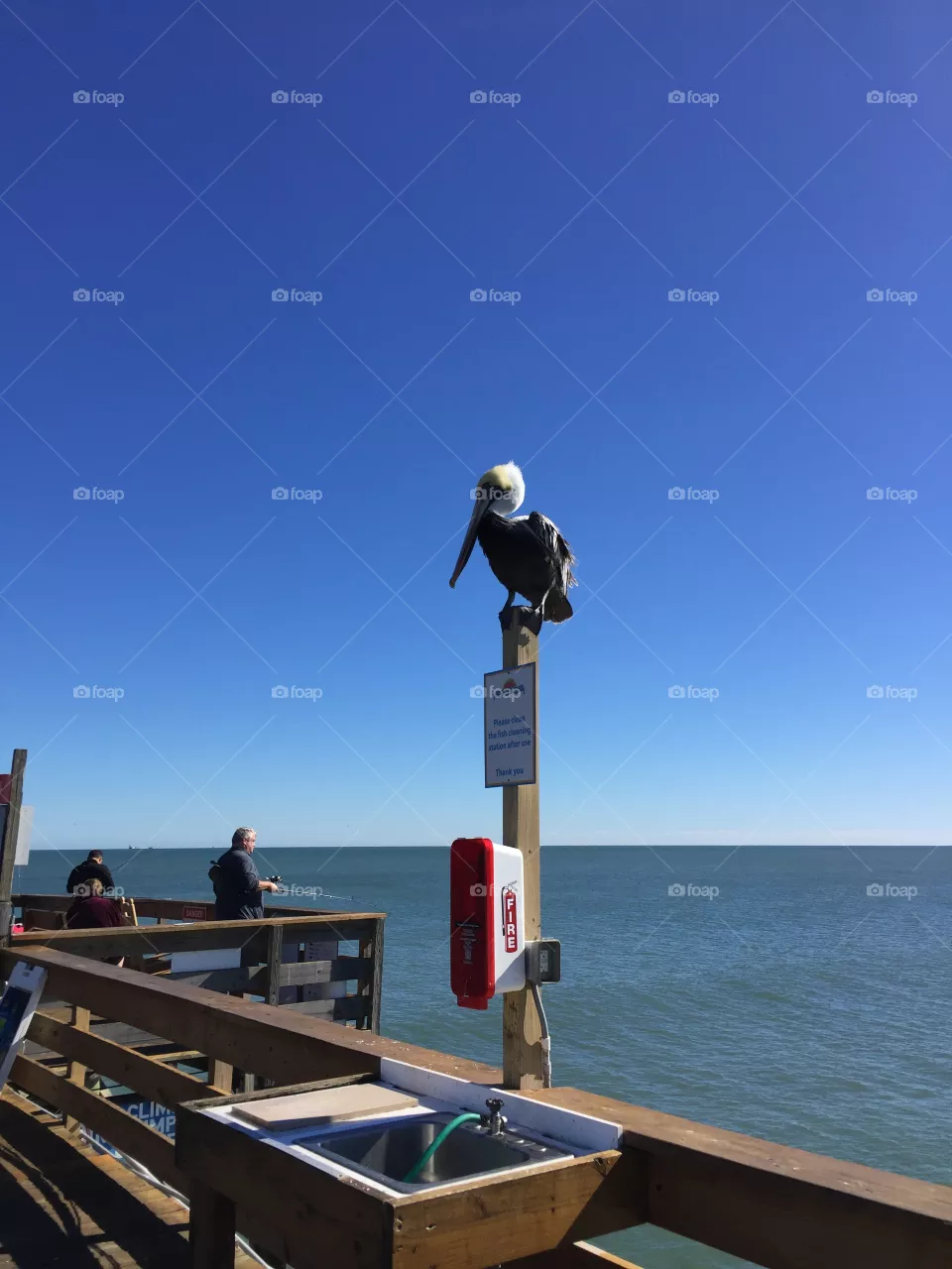 Pelican watching the docks