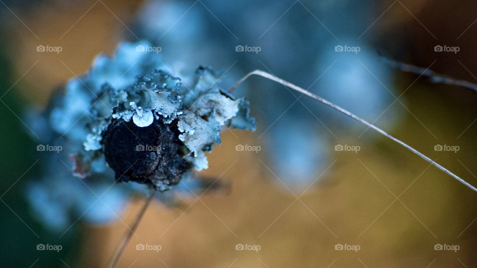 Blue-gray lichens taking over a tree branch 