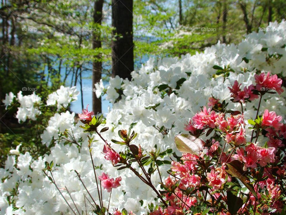 Azaleas