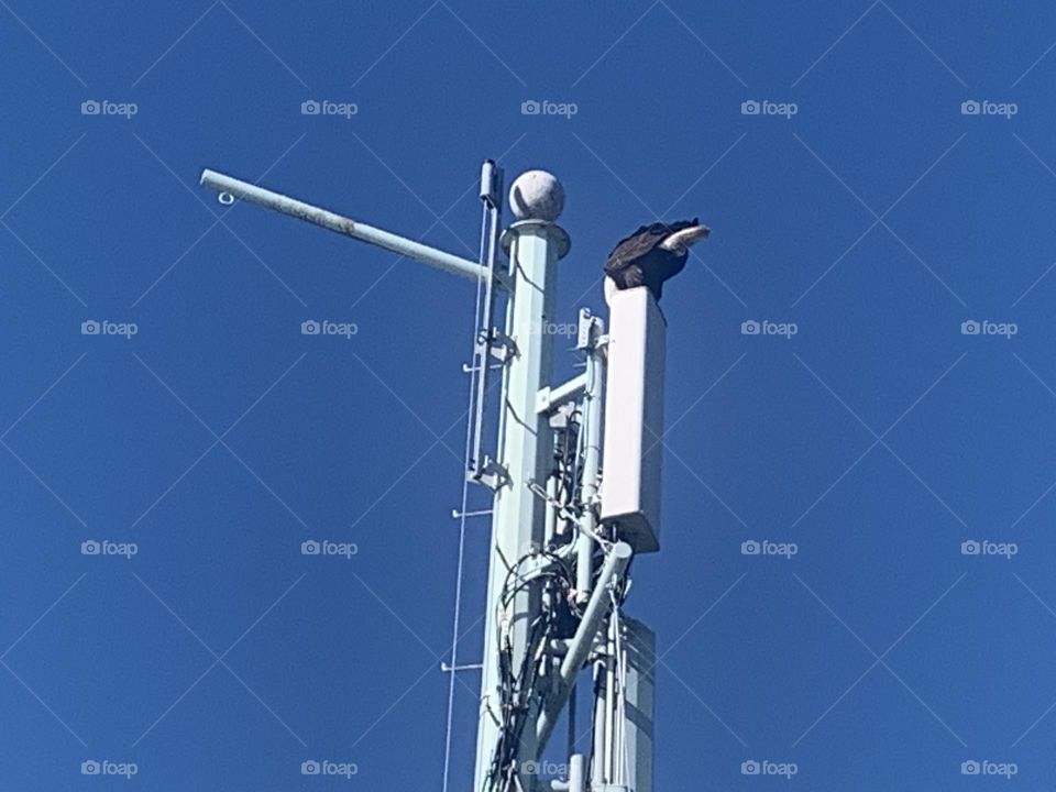 A Bald Eagle on Top of a tower 