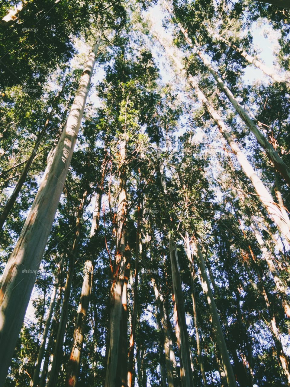 An interesting POV to look from! From my visit to the Pine Forest, near the misty hills of Munnar town in the southern part of India.