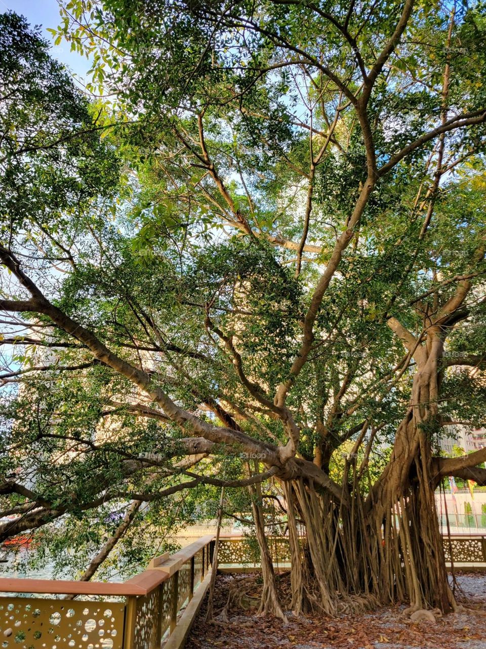 Tree at Tin Hau Hong Kong