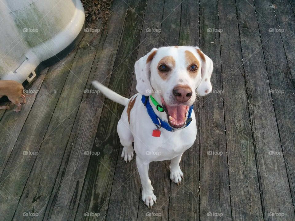 The happiest rescued hound