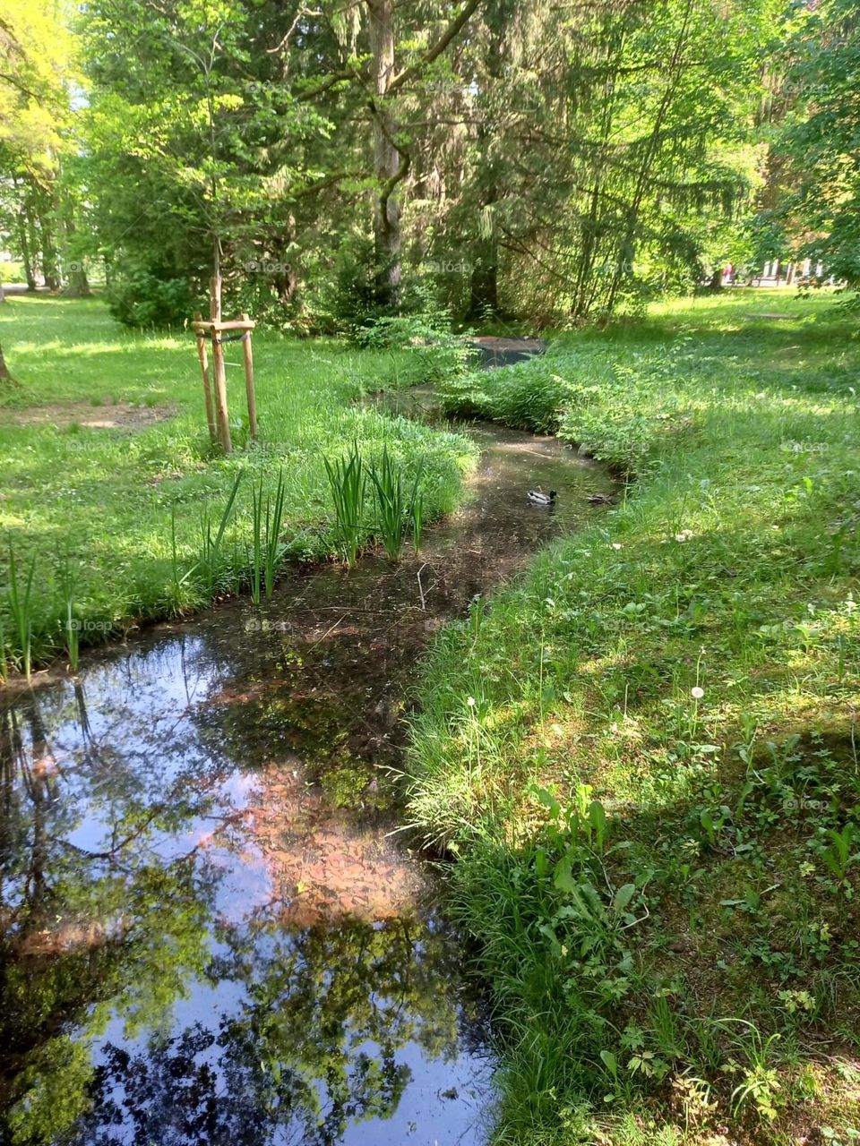 Meandering Stream in the Summertime
