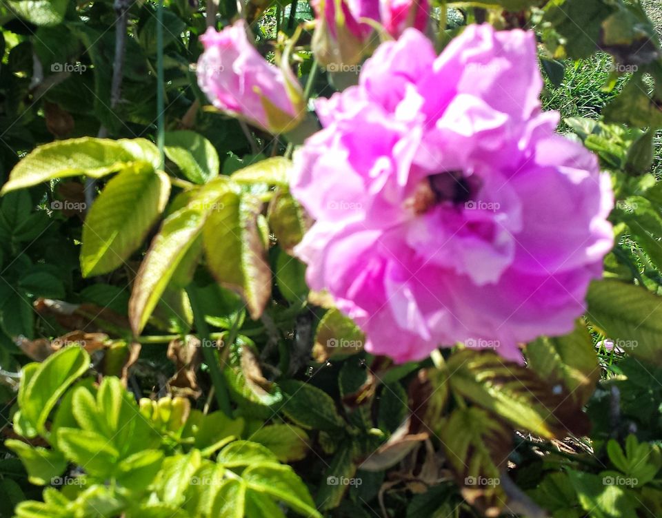 Bee in Pink