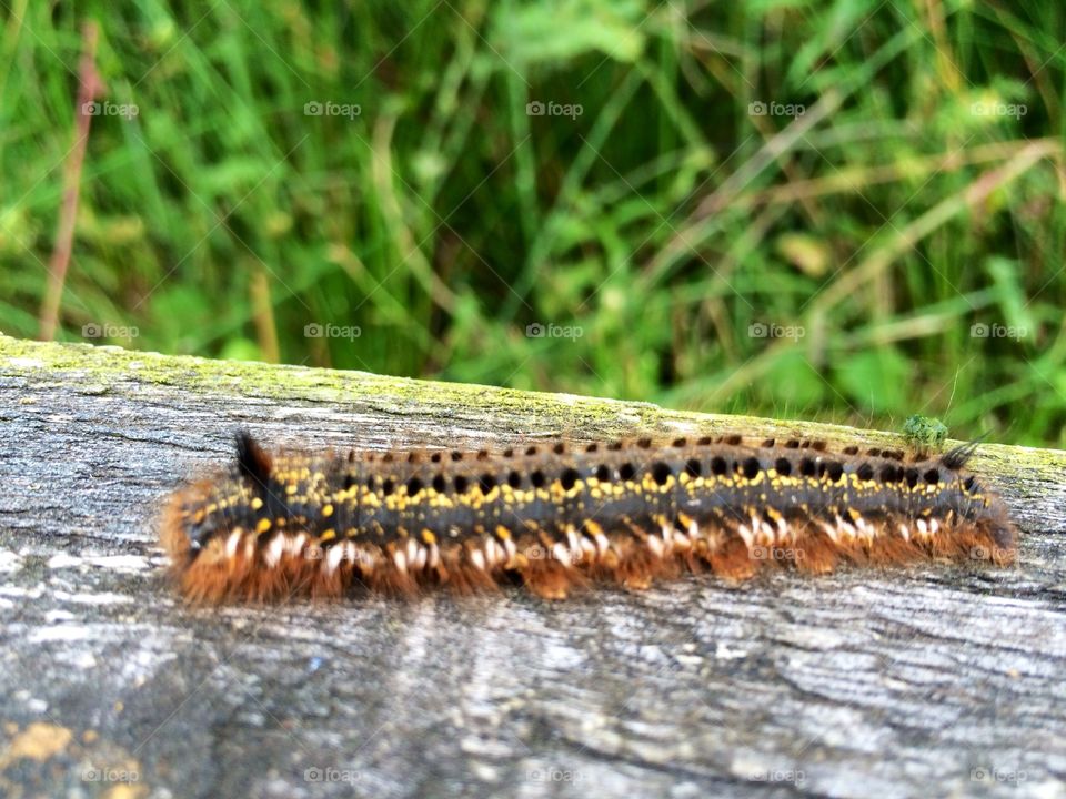 Caterpillar 