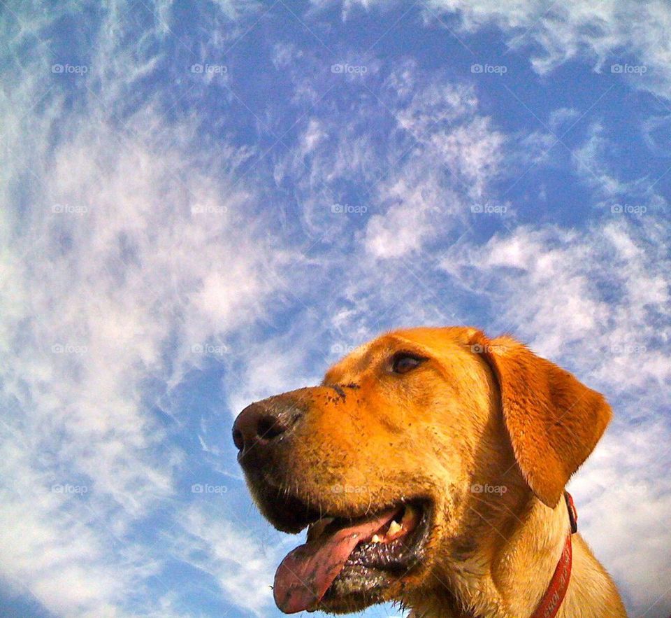 Dog sky