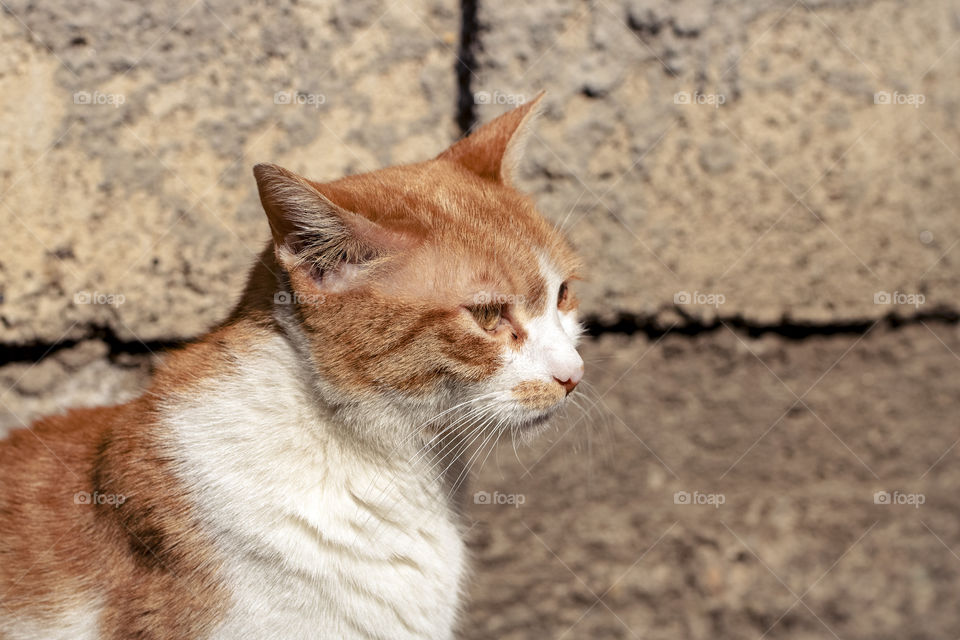 Ginger cat in front of the wall
